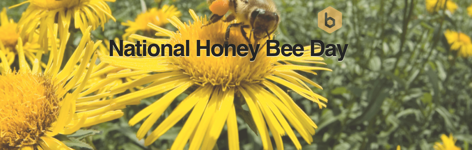 National Honeybee Day 2017 (1568x500), Png Download