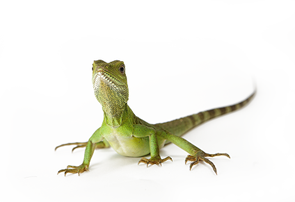 "there Is Nothing More Amazing To A Child Than To Come - Tranparent Background Reptiles Gif (424x291), Png Download