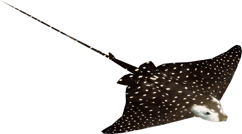 Spotted Eagle Ray (841x841), Png Download