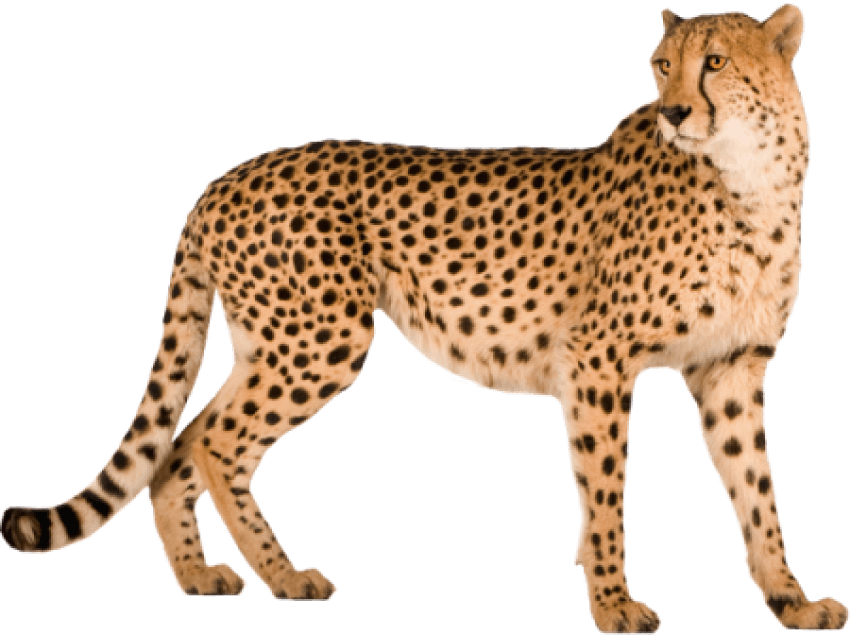 Free Png Cheetah Png Images Transparent - Cheetah Png (850x635), Png Download