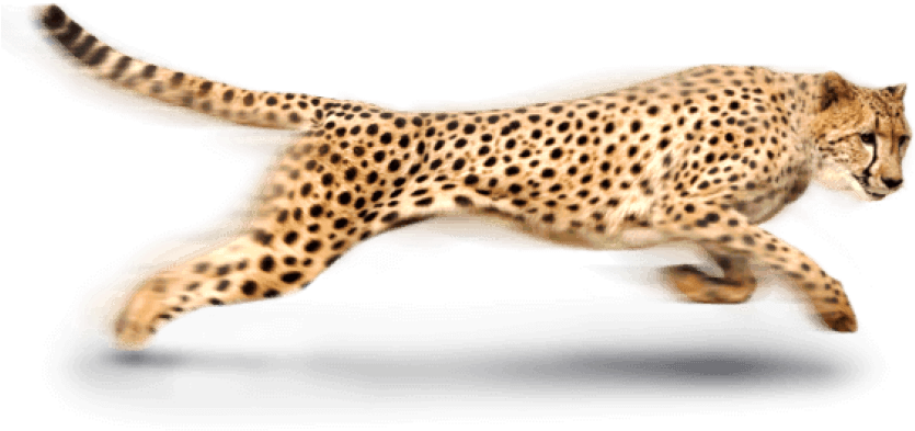 Free Png Cheetah Png Images Transparent - Cheetah Png (850x416), Png Download
