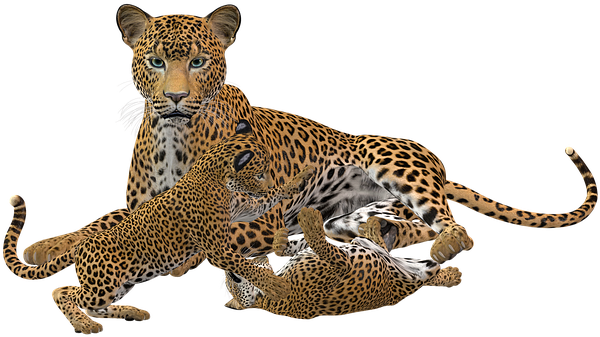 Cheetah, Big Cat, Predator, Wild Animal - Jaguar Cubs Png (453x340), Png Download