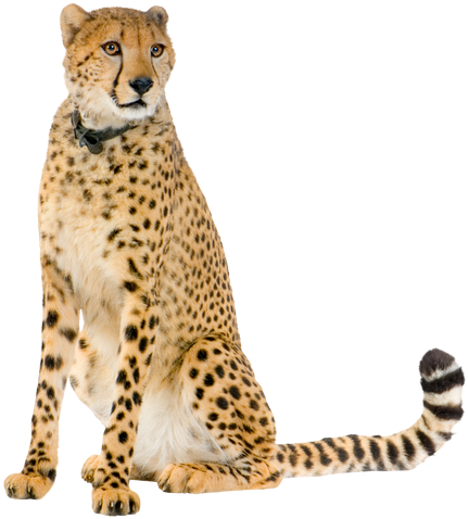 Cheetah Standing Png Library - Cheetah Sitting Png (550x550), Png Download
