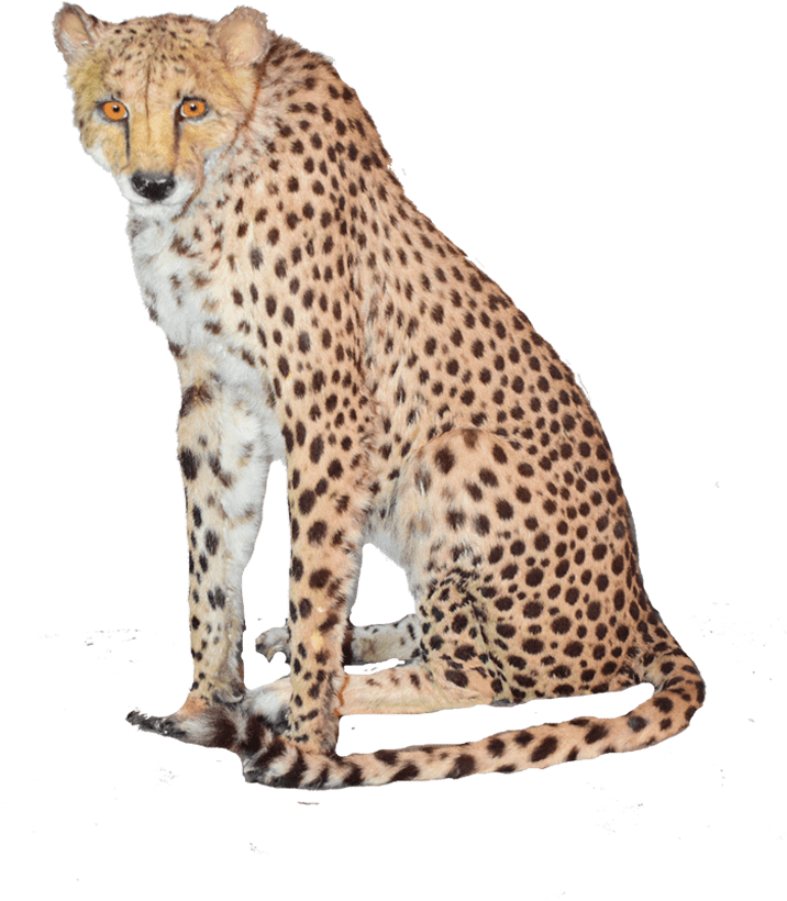 Sitting Cheetah Png High-quality Image - Cheetah (1280x960), Png Download