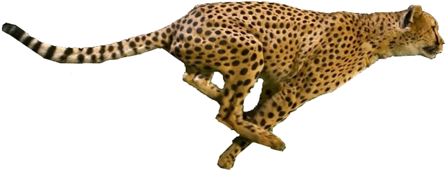 Running Cheetah Png - Portable Network Graphics (672x275), Png Download