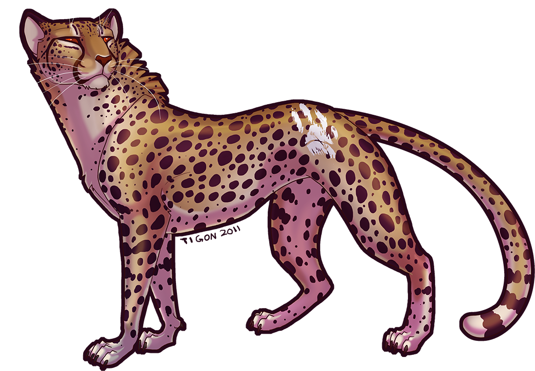 A Cheetah By Tigon - Cheetah Deviantart (1100x774), Png Download