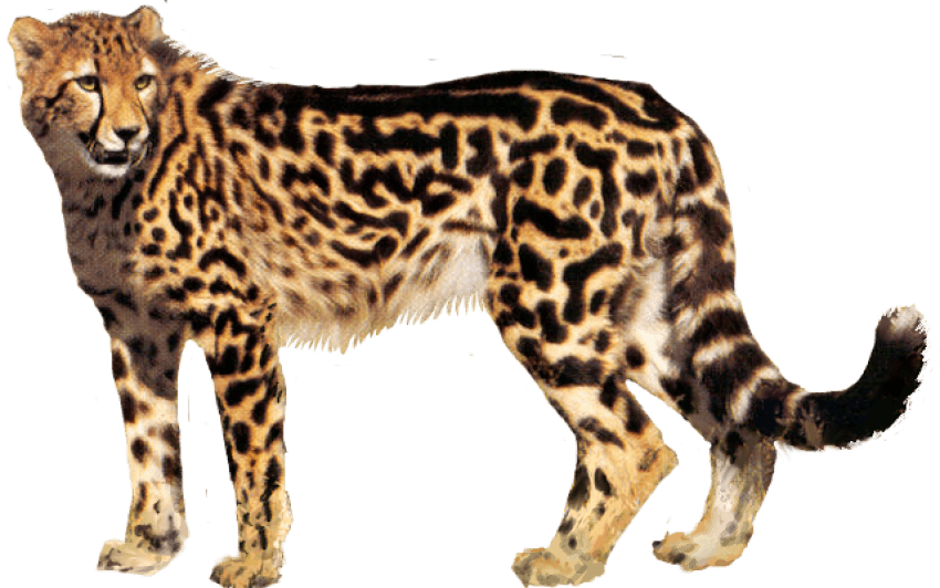 Cheetah Png Icon - Cheetah Transparent Background (640x400), Png Download