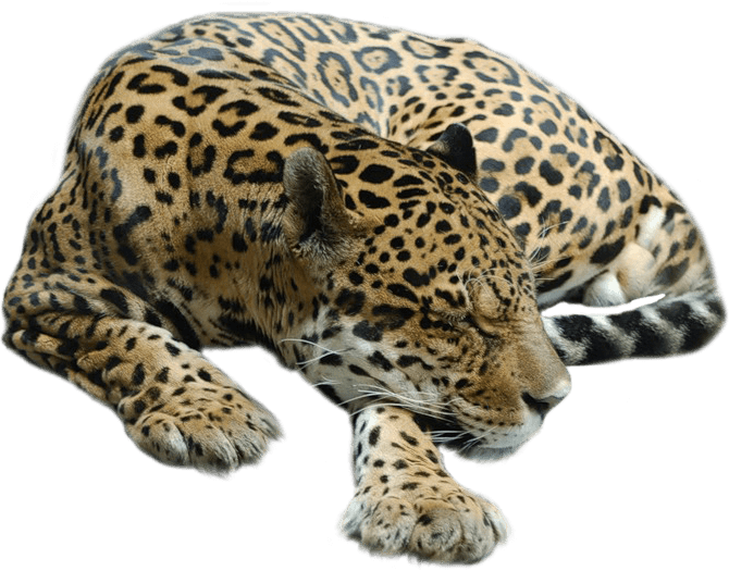 Cheetah Sleeping - Guepardo Png (670x525), Png Download
