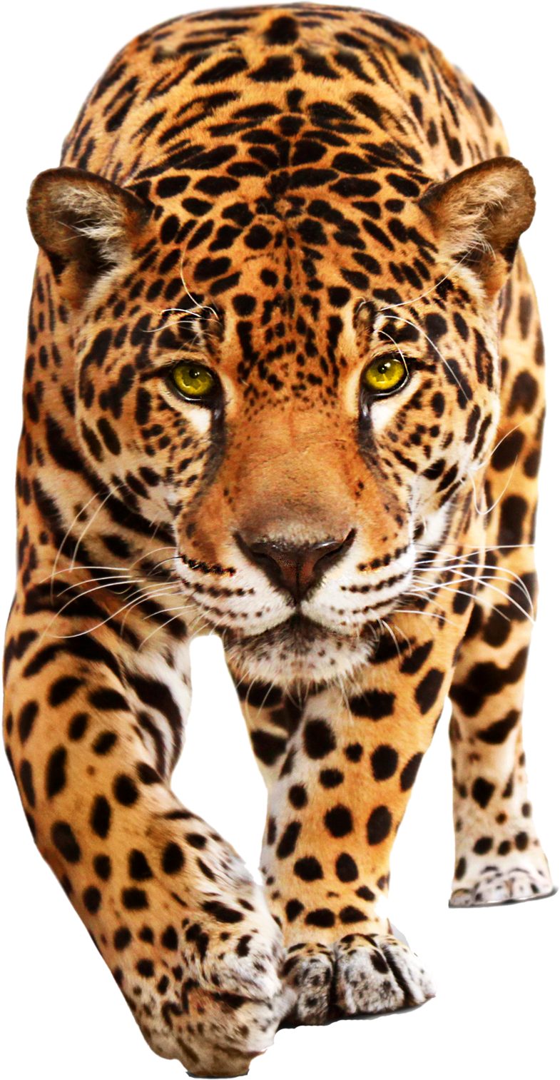 Leopard Png (800x1532), Png Download