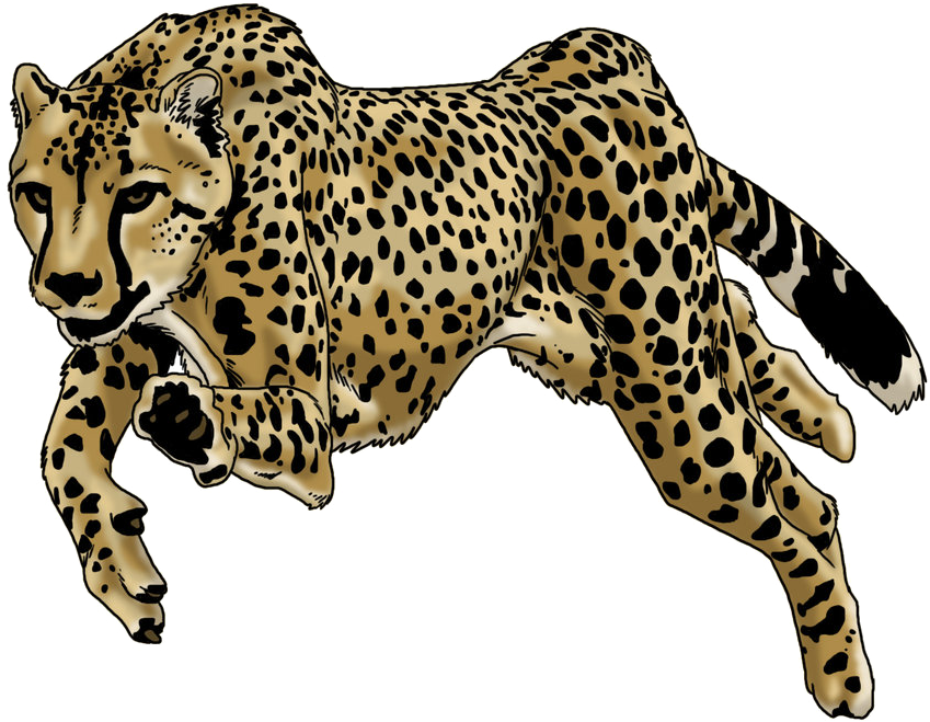 Running Cheetah Png High-quality Image - Drawn Pics Of A Cheetah Running (900x706), Png Download