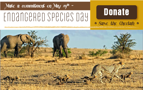 The Cheetah Is Currently Listed As Vulnerable On The - Safari (580x387), Png Download