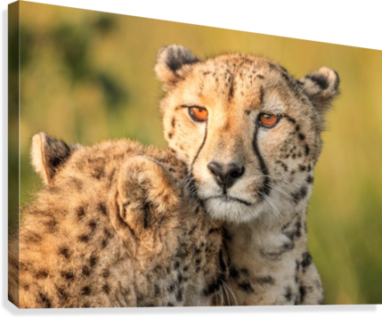 Cheetah Eyes Canvas Print - Cheetah Eyes (429x357), Png Download
