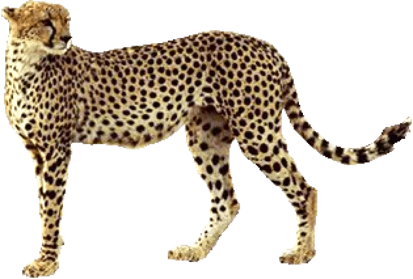 Free Png Cheetah Png Images Transparent - Transparent Background Cheetah Clipart (851x575), Png Download