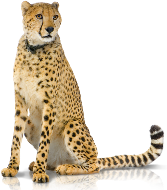 05 Support Panel 2-hd - Cheetah Png Hd (1920x810), Png Download