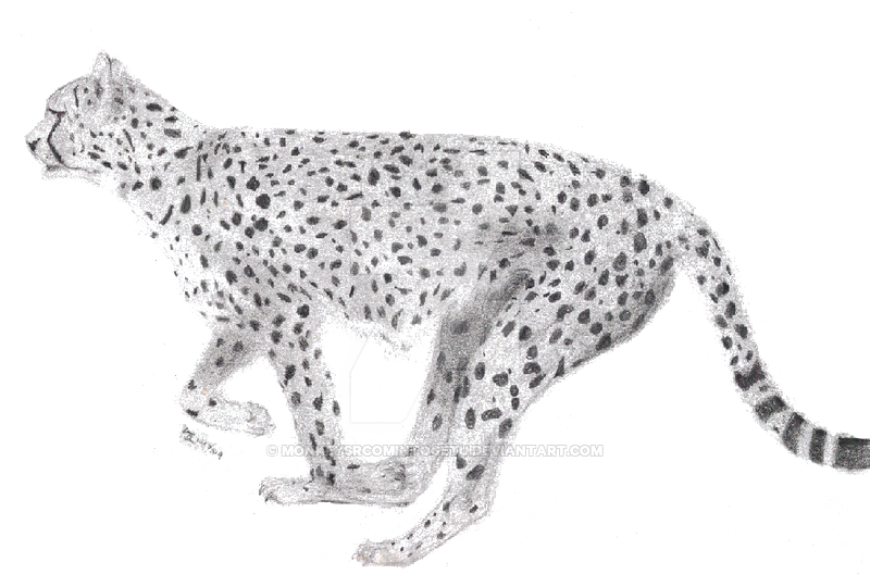 Running Cheetah Png Image With Transparent Background - Portable Network Graphics (800x528), Png Download