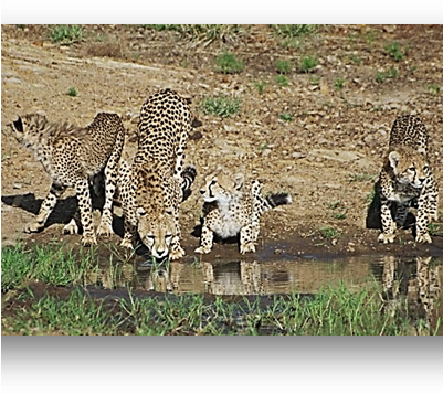 Cheetahs Drinking Water Mara - Water (400x379), Png Download
