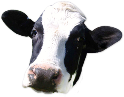 Dairy Cow Png - Moooose Stainless Steel Travel Mug (423x330), Png Download