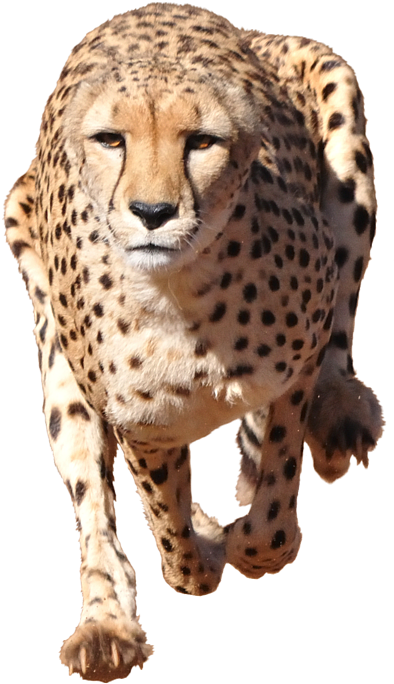 Clip Black And White Library Running Iphone X Case - Cheetah Transparent Background (398x700), Png Download