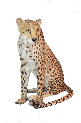 Sitting Cheetah Png Download Image - Cheetah Sitting Transparent (500x500), Png Download