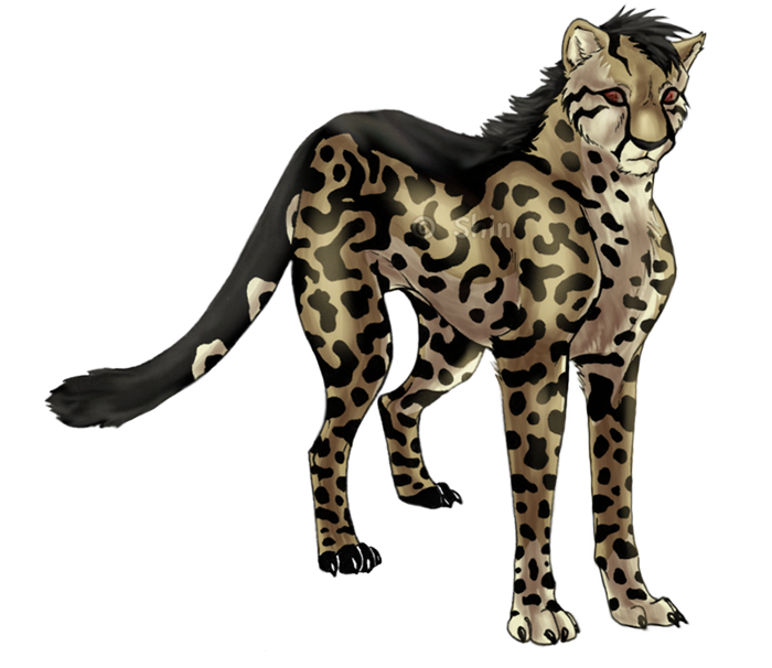 Cheetah Drawing King - King Cheetah Drawing (700x606), Png Download