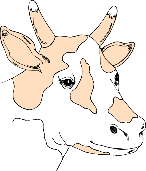 Light Colored Cow Head - Cow's Head Cartoon Png (510x597), Png Download