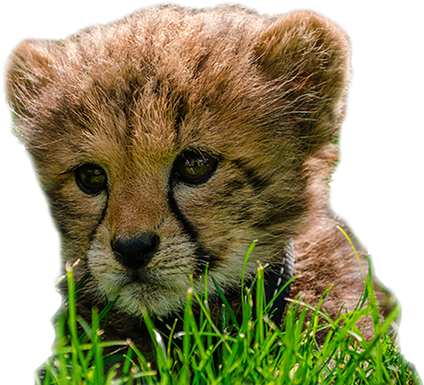 Image Cheetah Cub3 - Cheetah Cub Png (1236x855), Png Download