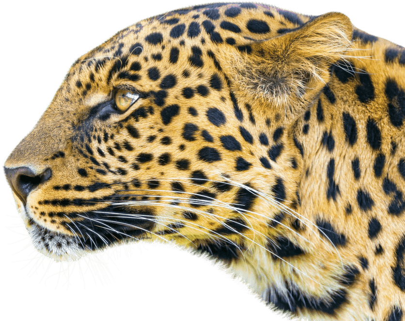 Leopard Png (850x687), Png Download