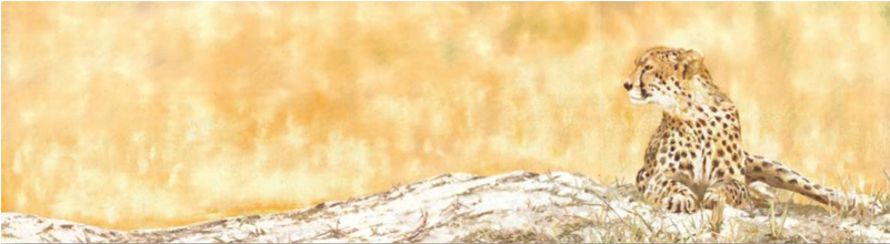 Open Season - African Leopard (800x600), Png Download