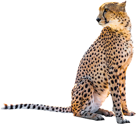 Sitting Leopard Png Transparent Image - Cheetah Sitting Png (447x424), Png Download