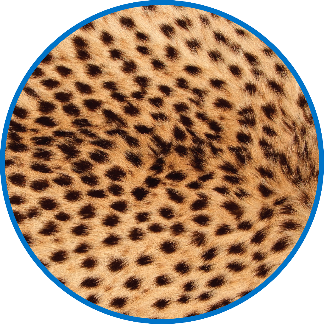 Clinical And Ancillary Supply Chain - Cheetahs Skin (1088x1088), Png Download