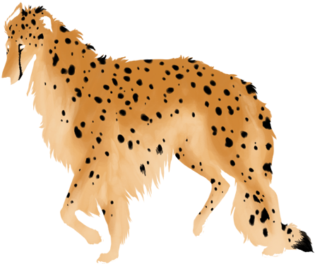 Cheetah - Companion Dog (475x538), Png Download