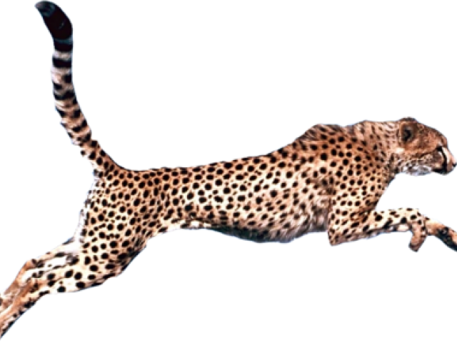 Cheetah Png Transparent Images - Cheetah Png (640x480), Png Download
