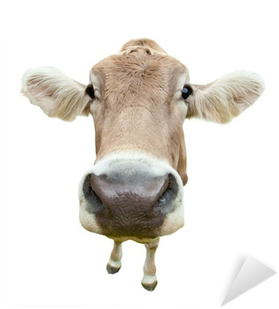 Funny Cow Head Isolated On White Background Sticker - Cows Calendar - Calendars 2016 - 2017 Wall Calendars (400x400), Png Download