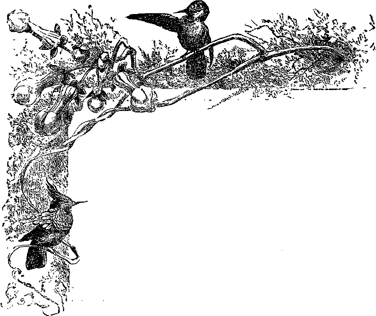 Bird Digital Corner Design - Corner Design Png (1500x1248), Png Download