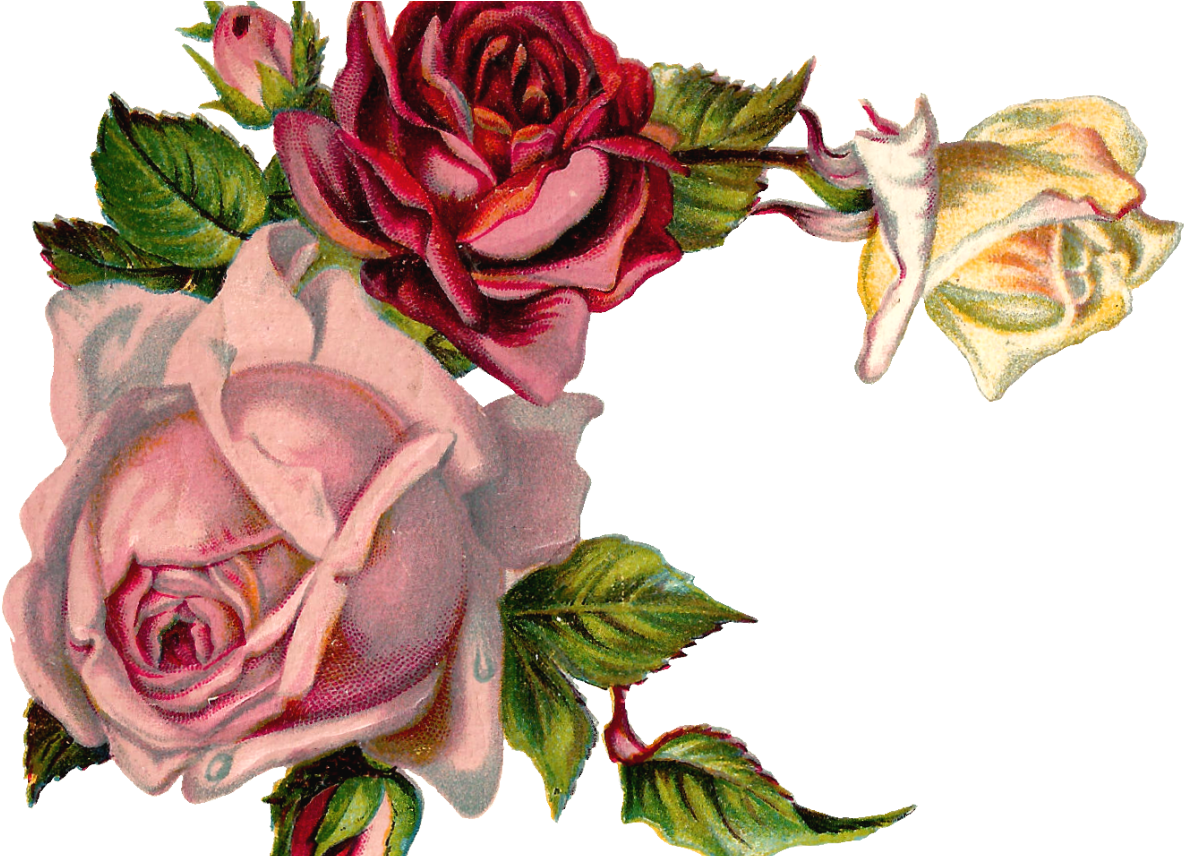 Free Digital Flower Pink Rose Corner Design - Vintage Rose Corner Png (1368x855), Png Download