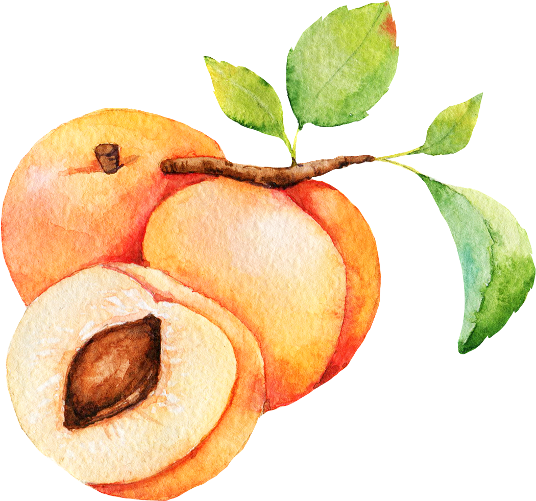 Apricot - Peel (1500x1500), Png Download