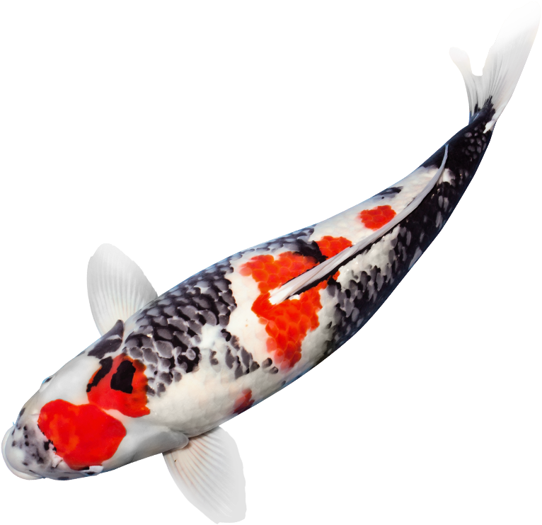Read More - Japanese Koi Fish Png (766x742), Png Download