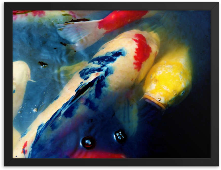 Upstream Koi Framed Poster Print (1000x1000), Png Download