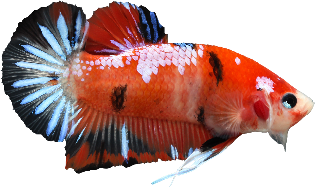 Koi Male Betta - Koi Siamese Fighting Fish (1200x1200), Png Download