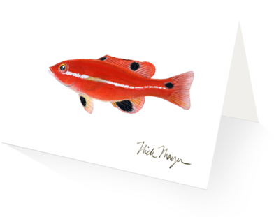 California Sheephead, Juvenile - California Sheephead (480x387), Png Download