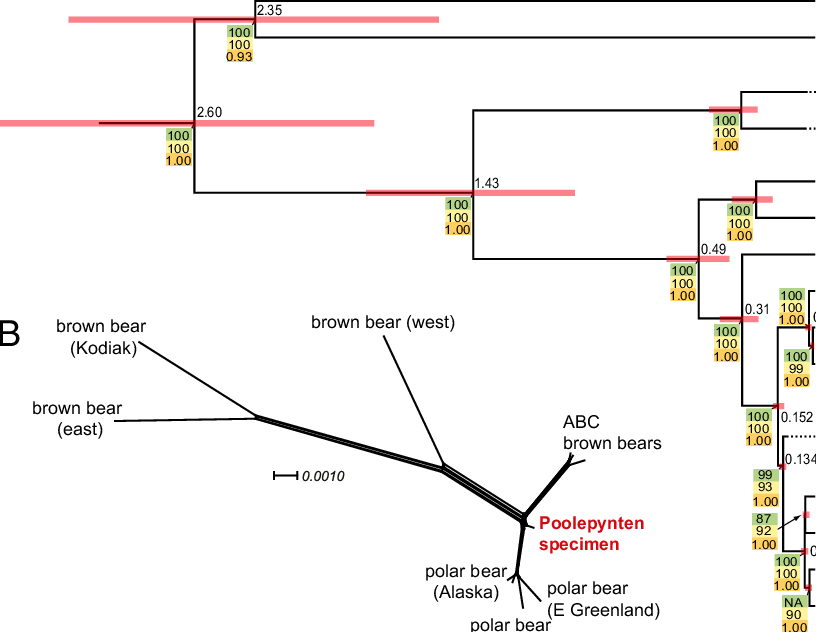 Phylogenetic And Chronographic Reconstruction Of Polar - Polar Bear Evolution (816x632), Png Download