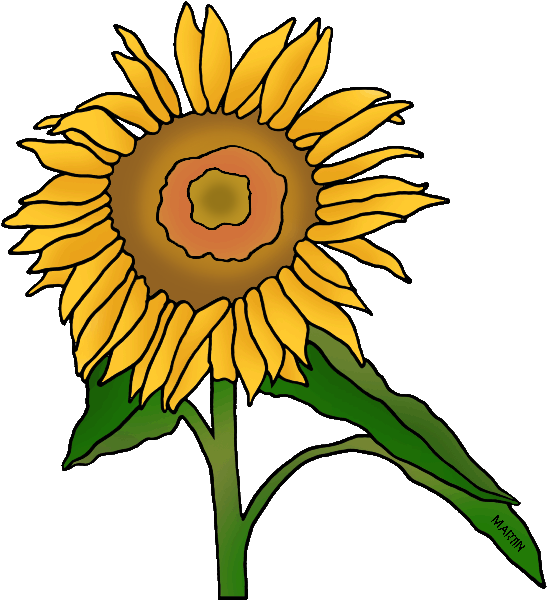 Sunflower Clipart Kansas - Philip Martin Clip Art Plants (570x648), Png Download