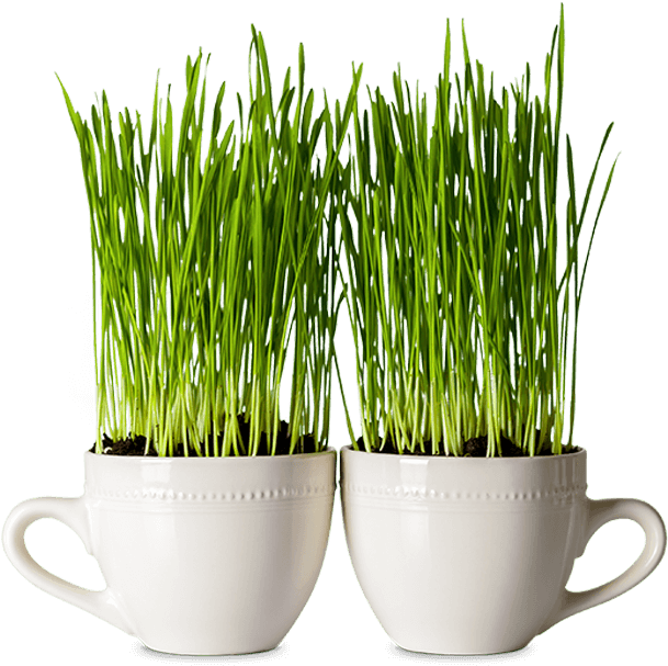 Two Mugs In Which Seeds Are Growing - Seed (1024x620), Png Download