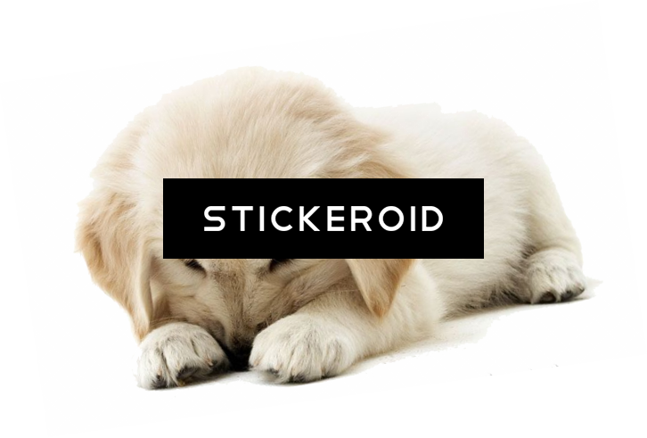 Golden Retriever Puppy Animals Dog - Magnet Steel Golden Retriever Puppies Mini Wall Calendar (726x491), Png Download