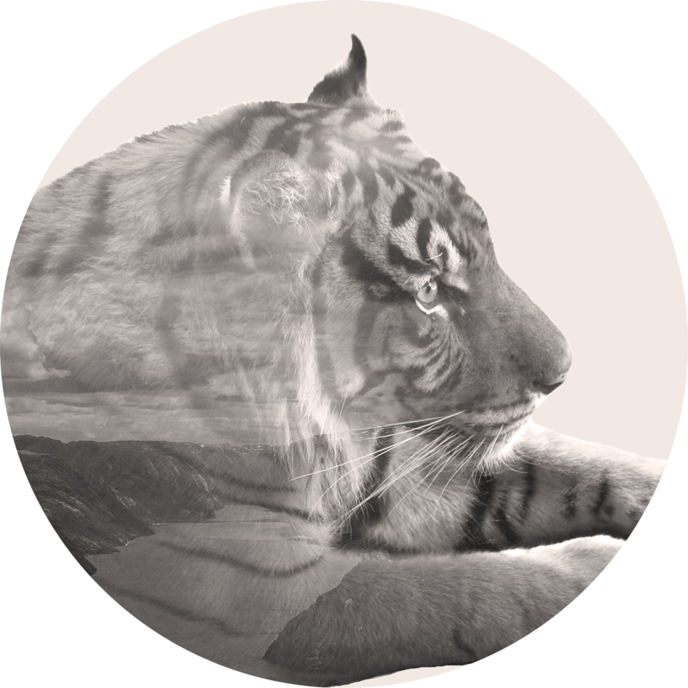 Tygah - Siberian Tiger (1000x1000), Png Download