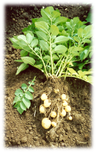 Potatoes - Vegetable (587x587), Png Download