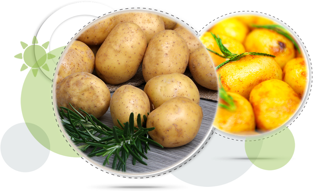 First Imported From South America In The 16th Century, - Staple Food Of Europe (1048x667), Png Download