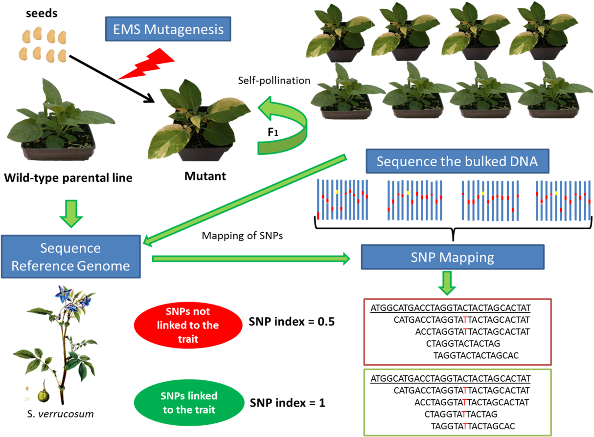 To Assist This Process, A High Quality Draft Genome - Mutation Breeding In Potato (1224x895), Png Download
