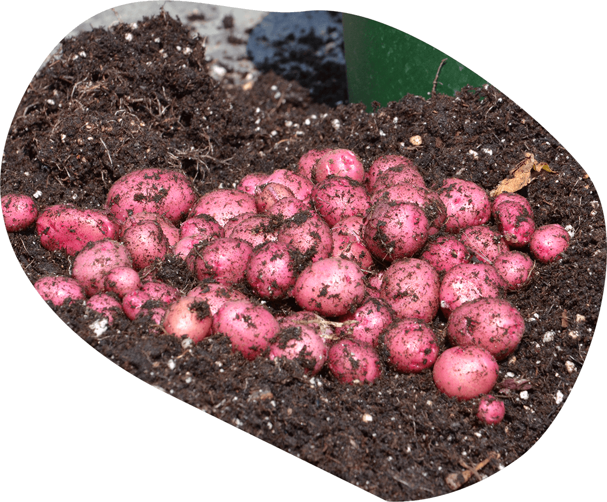 The World's Most Unique Potato Varieties, Now For Everyone - Potato (1200x993), Png Download