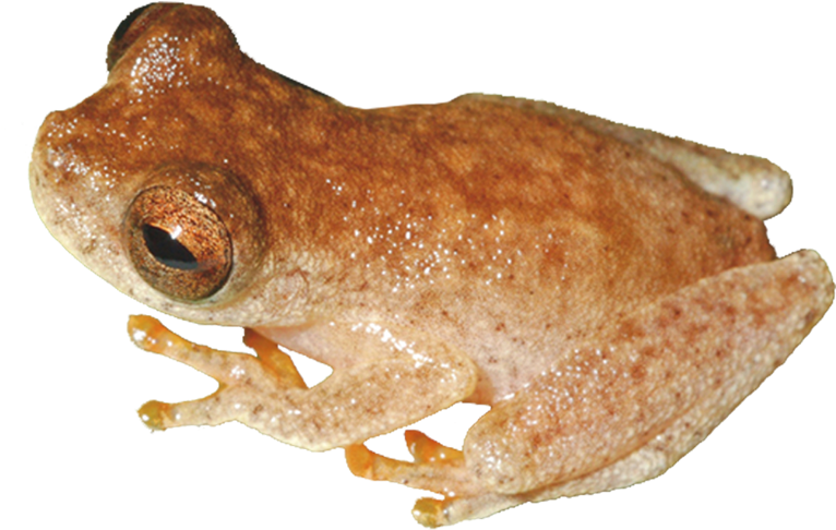 Jim Morrison As An Actual Lizard King - Eastern Spadefoot (1700x500), Png Download